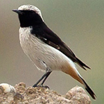 Oenanthe lugens