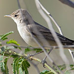 Eastern Olivaceous Warbler