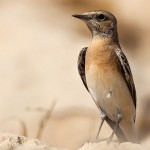 Eastern Black-eared Wheatear 
