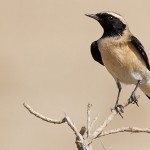 Eastern Black-eared Wheatear