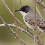 Eastern Orphean Warbler