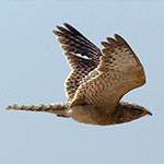 Egyptian Nightjar - Caprimulgus aegyptius