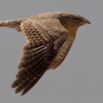 Egyptian Nightjar - Caprimulgus aegyptius