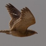 Egyptian Nightjar - Caprimulgus aegyptius