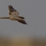 Egyptian Nightjar - Caprimulgus aegyptius