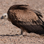 Eurasian Griffon Vulture