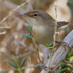 Acrocephalus scirpaceus