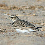 Eurasian Skylark