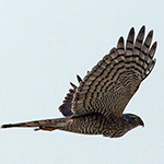 Eurasian Sparrowhawk - Accipiter nisus