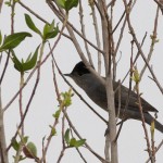 Sylvia atricapilla