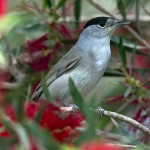 Sylvia atricapilla