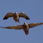 Eurasian Collared Dove
