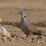 Eurasian Collared Dove