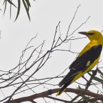 Eurasian Golden Oriole