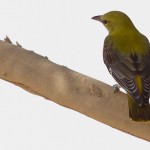 Eurasian Golden Oriole
