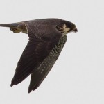 Eurasian Hobby