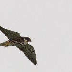 Eurasian Hobby