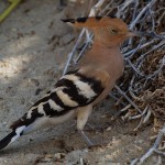 Eurasian Hoopoe