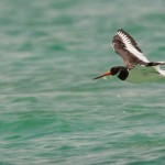 Eurasian Oystercatcher