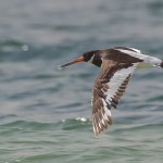 Eurasian Oystercatcher