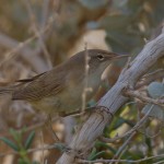 Acrocephalus scirpaceus