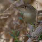 Acrocephalus scirpaceus