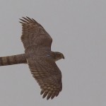 Eurasian Sparrowhawk - Accipiter nisus