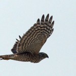 EurasianSparrowhawk_6793