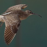 Eurasian Whimbrel