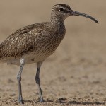 Eurasian Whimbrel