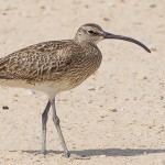 Eurasian Whimbrel