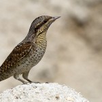 Eurasian Wryneck - Jynx torquilla