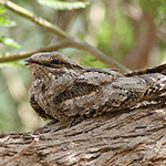 European Nightjar
