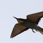 European Bee-eater - Merops apiaster