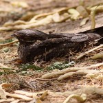 European Nightjar
