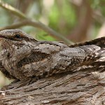 European Nightjar
