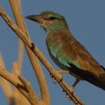 European Roller