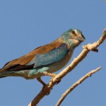 European Roller