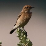 Saxicola rubicola