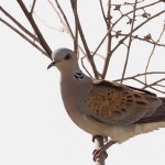 European Turtle Dove