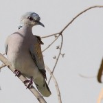 European Turtle Dove