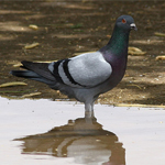 Feral Pigeon 