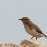 Finsch’s Wheatear