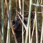 Garganey
