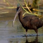 Glossy Ibis