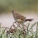 Graceful Prinia