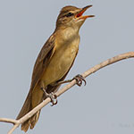 Great Reed Warbler