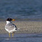 Great Black-headed Gull