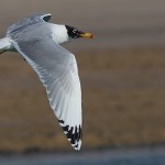 Great Black-headed Gull