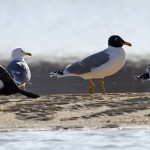 Great Black-headed Gull